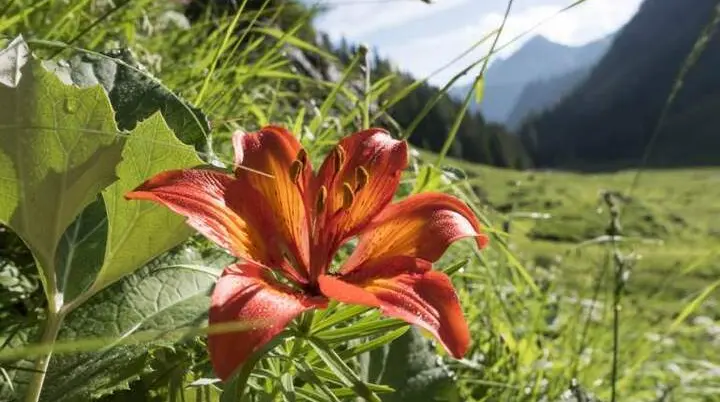 Feuerlilie | © DAV / Nadine Ormo